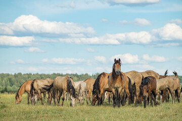 A herd of thoroughbred horses grazes on a beautiful green summer field.