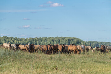 A herd of thoroughbred horses grazes on a beautiful green summer field.