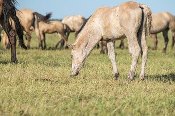 Obraz na płótnie Canvas A herd of thoroughbred horses grazes on a beautiful green summer field.