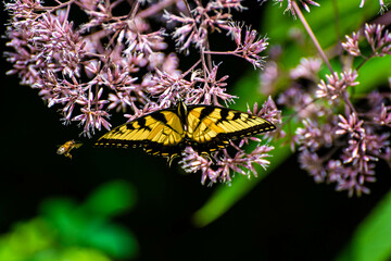 butterfly on leaf
