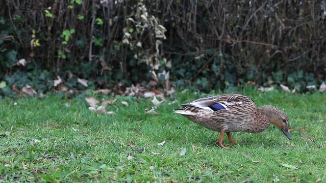 Gadwall (Mareca strepera) bird foraging in wetland. Wildlife scene in nature.