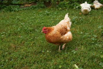 red chicken on the farm, close-up