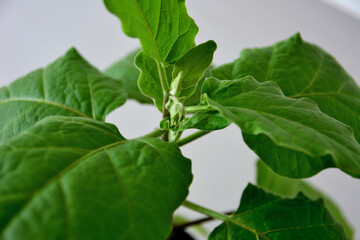 bud of eggplant seedling isolated among green leaves, macro