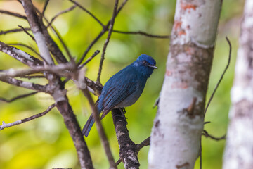 Fototapeta premium Nilgiri flycatcher (Eumyias albicaudatus), Female at Eravikulam National Park, Munnar, Kerala, India.