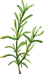 rosemary isolated on white background