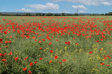 A field with blooming red poppies. Poppy is a weed plant.