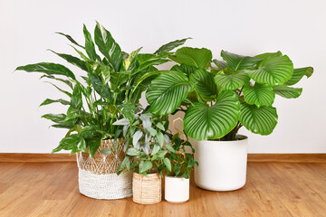 Different tropical large houseplants in flower pots on floor
