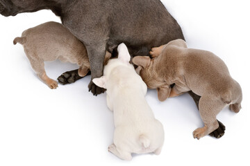 French Bulldog dog puppies being nursed