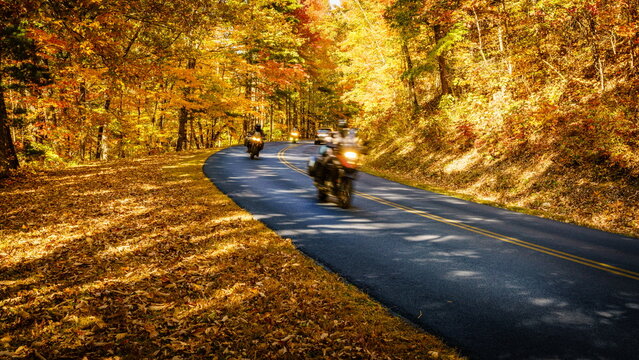 Road through fall forest