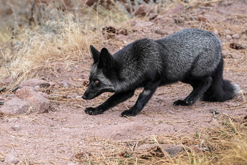 Silver Fox - Colorado