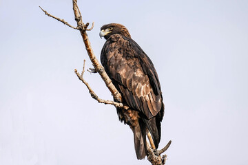Golden Eagle - Portrait