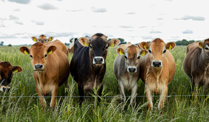 cows in a field © Inge