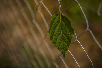 close up of a green leaf