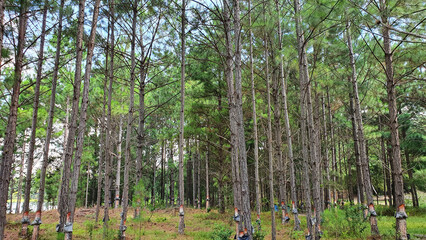 Pine forest. Pinus forest sap extraction.