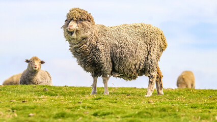 Volunteer Point, Falkland Islands, UK