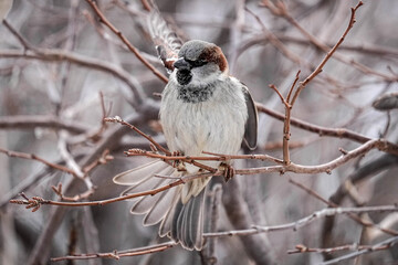 House sparrow - portrait