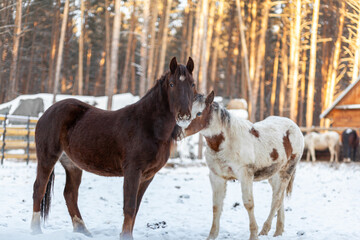 Two horses in a paddock on a farm in winter. Brown and white horse in winter in the animal enclosure.