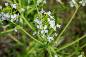 白い大根の花