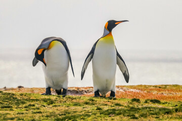 Fototapeta premium Volunteer Point, Falkland Islands, UK