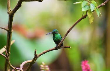 Steely-vented Hummingbird (Saucerottia saucerrottei) in the andean forest of the Natural National Park Farallones de Cali. 

Pance, Cali, Valle del Cauca, Colombia.