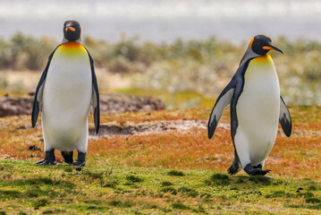 Fototapeta premium Volunteer Point, Falkland Islands, UK
