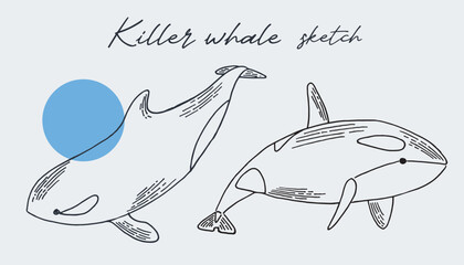 Hand drawn sketch style killer whales isolated on white background. Vector illustration. © Elena