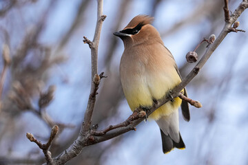 Cedar Waxwing - Perch