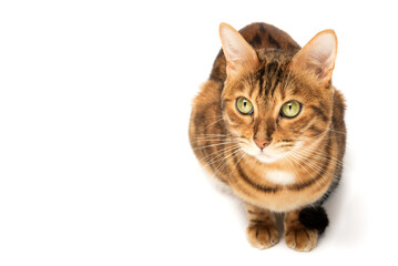 Bengal cat sitting in full growth on a white background.