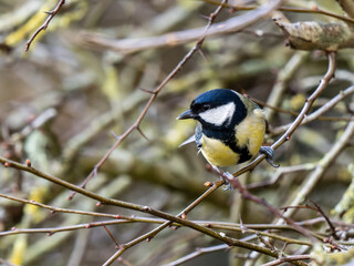 Great Tit Perched on a Twig