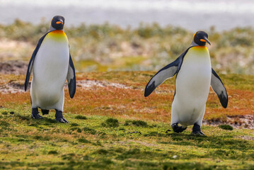 Fototapeta premium Volunteer Point, Falkland Islands, UK