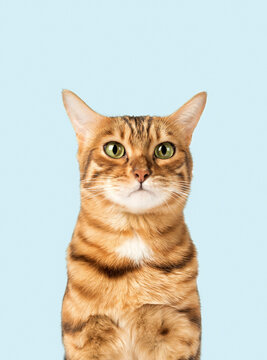 Funny cat face on a colored background.