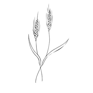 Vector hand drawn ears of wheat sketch doodle. A bunch of ears of wheat, dried whole grains. Cereal harvest, agriculture, organic farming, healthy food symbol. Drawn by hand.Design element