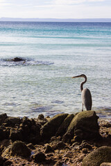 Pelican standing on a rock at the beach