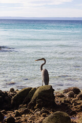 Pelican standing on a rock with the ocean in the background