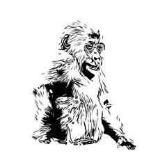Black and white sketch of a gorilla with a transparent background