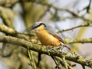 Nuthatch Perched  on a Tree