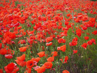 poppy field