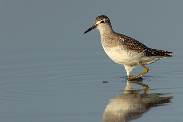 Wood Sandpiper and dramatic reflection at Asker marsh, Bahrain