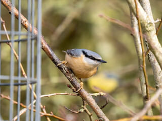 Obraz premium Nuthatch Bird on a Birdfeeder