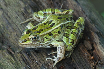 Northern leopard frog (Rana pipiens) on wood