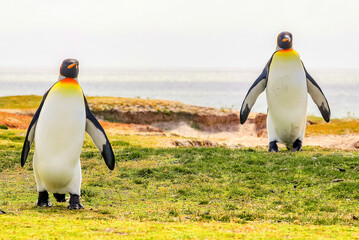 Obraz premium Volunteer Point, Falkland Islands, UK