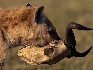 Foto op Plexiglas Closeup of a Hyena walking with a skull in the Svannah of Masai Mara, Kenya © Dr Ajay Kumar Singh