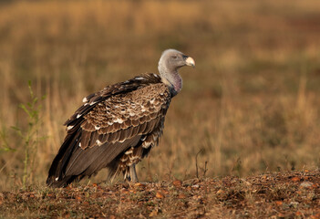 Portrait of a Ruppells Griffon Vulture at Masai Mara., Kenya