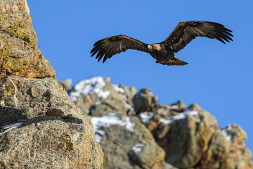 Golden Eagle - Flight - Winter