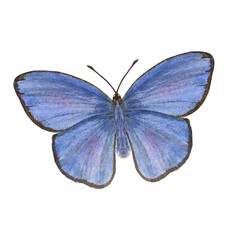 watercolor copper-butterflies isolated on white background. Perfect for wallpaper, print, textile, nursery, scrapbooking, wedding invitation, banner design, postcards, clothing