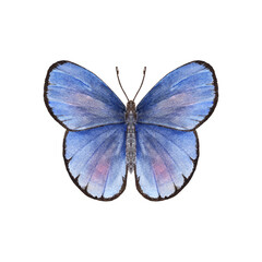 watercolor copper-butterflies isolated on white background. Perfect for wallpaper, print, textile, nursery, scrapbooking, wedding invitation, banner design, postcards, clothing