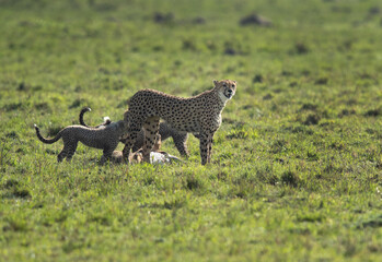 Cheetah with cubs near a kill at Masai Mara, Kenya