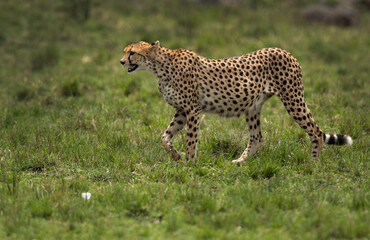 Portrait of a Cheetah at Masai Mara, Kenya