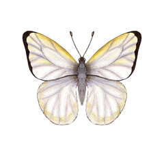 Obraz na płótnie Canvas Watercolor cabbage butterflies isolated on white background. Perfect for wallpaper, print, textile, nursery, scrapbooking, wedding invitation, banner design, postcards, clothing