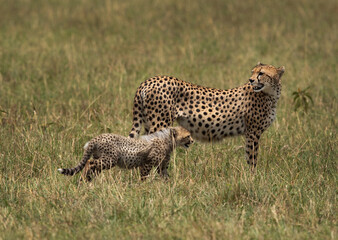 Closeup of a Cheetah with a cub at Masai Mara, Kenya